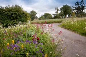 Front Garden- click for photo gallery